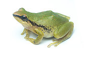 Green Rain Frog (Pristimantis acuminatus), white background, Yasuni National Park, Ecuador