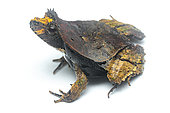 Perez's snouted frog (Edalorhina perezi), white background, Yasuni National Park, Ecuador