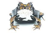 Perez's snouted frog (Edalorhina perezi), white background, Yasuni National Park, Ecuador
