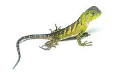 Amazon wood lizard (Enyalioides laticeps), white background, Yasuni National Park, Ecuador