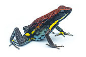 Ecuador Poison Frog (Ameerega bilinguis), white background, Yasuni National Park, Ecuador