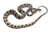 Amazon tree boa (Corallus hortulana), white background, Yasuni National Park, Ecuador