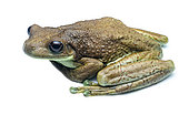 Amazonian milk frog (Trachycephalus macrotis), white background, Yasuni National Park, Ecuador