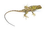 Collared Tree Lizard (Plica plica), white background, Yasuni National Park, Ecuador
