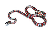 Ornate coral snake (Micrurus ornatissimus), white background, Yasuni National Park, Ecuador