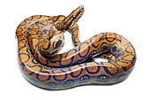 Rainbow boa (Epicrates cenchria), white background, Yasuni National Park, Ecuador