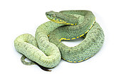 Two-striped forest pitviper (Bothrops bilineatus smaragdinus), white background, Yasuni National Park, Ecuador