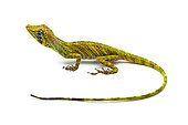 Banded Tree-Anole (Anolis transversalis), white background, Yasuni National Park, Ecuador