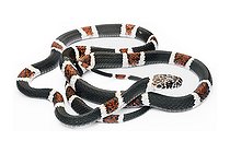 Amazon Banded Snake (Rhinobothryum lentiginosum), white background, French Guiana