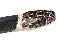 Head of Amazon Banded Snake (Rhinobothryum lentiginosum), white background, French Guiana