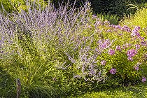 Perovskia atriplicifolia 'Blue Spire', Phlox amplifolia, in bloom