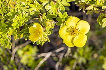 Shrubby Cinquefoil, Dasiphora fruticosa, flowers