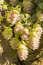 Round-leaved oregano, Origanum rotundifolium, flowers