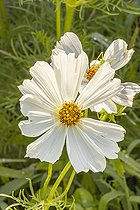 Cosmos bipinnatus 'Versailles 'White', flowers
