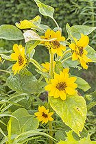 Sunflower 'Sunrich Orange', Helianthus annuus 'Sunrich Orange', flowers