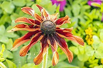 Black-eyed Susan 'Autumn Colors', Rudbeckia hirta 'Autumn Colors', flower