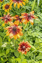 Black-eyed Susan 'Autumn Colors', Rudbeckia hirta 'Autumn Colors', flowers