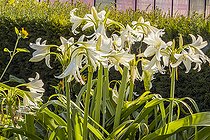 Swamp lily, Crinum powellii 'Album', flowers