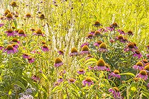 Echinacea purpurea 'Bravado' in bloom and Melica ciliata