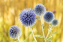 Ball thistle, Echinops ritro 'Bleu Azur', flowers