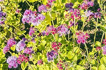 Blue Mink 'Mexico Red', Ageratum houstonianum 'Mexico Red', flowers