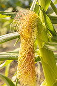 Sweet Corn doux 'Golden Bantam' Organic