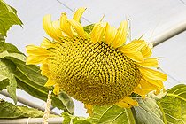 Giant Sunflower, Helianthus annuus 'Mammoth', fleur