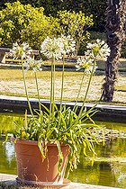 Agapanthus africanus 'Albus' in pot