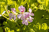 Geranium 'Sweet Mimosa', flowers