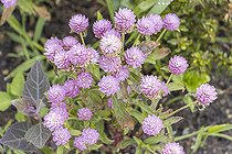 Globe Amaranth, Gomphrena globosa 'Las Vegas', fleurs