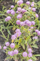 Globe Amaranth, Gomphrena globosa 'Las Vegas', fleurs