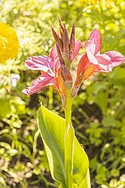 Canna indica 'Tropical Rose', flowers