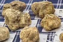 Truffes blanches (Tuber magnatum) en vente, Alba, Piémont, Italie