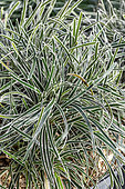 Ficinia givré (Ficinia truncata) 'Ice Crystal'