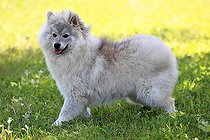 Pomsky breed dog standing in a garden