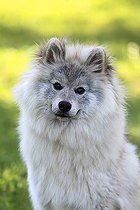 Portrait of a pomsky dog breed