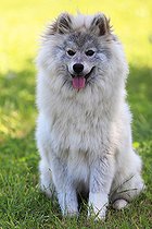 Pomsky breed dog sitting in a garden