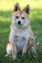 Pomsky breed dog sitting in a garden