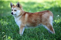 Pomsky breed dog standing in a garden