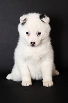 Pomsky puppy sitting in studio