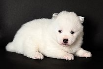 Pomsky puppy lying in studio
