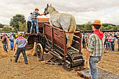 Old-fashioned harvest with the help of a horse, harvest festival in Valenne, Sarthe, France