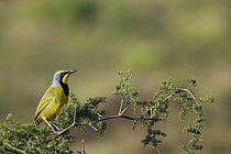 A vibrant Bokmakierie (Telophorus zeylonus) perches gracefully on a sweet thorn acacia branch near Gqeberha (Port Elizabeth), Eastern Cape, South Africa. A stunning glimpse of African birdlife.