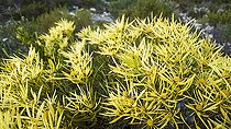 A vibrant cluster of Sickle-leaf Conebush (Leucadendron xanthoconus) displays striking yellow-green foliage in the wild fynbos near Hermanus, Whale Coast, Overberg, Western Cape, South Africa.