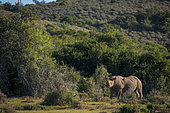 A black rhinoceros (Diceros bicornis) stands in dense Eastern Cape thicket, displaying its hooked lip and two horns—an iconic browser thriving in South Africa’s bushy, semi-arid habitat