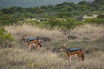 Chacals à dos noir (Lupulella mesomelas) en alerte dans une prairie sèche, dans le parc national des éléphants d'Addo, dans la province du Cap-Oriental, en Afrique du Sud.