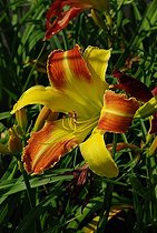 Daylily, Hemerocallis 'Laughing Hyena', flower