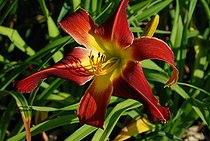 Daylily, Hemerocallis 'Bess Ross', flower