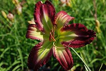 Daylily, Hemerocallis 'Rose F Kennedy', flower