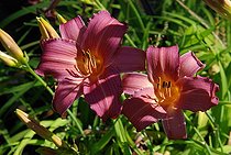 Daylily, Hemerocallis 'Sugar', flowers